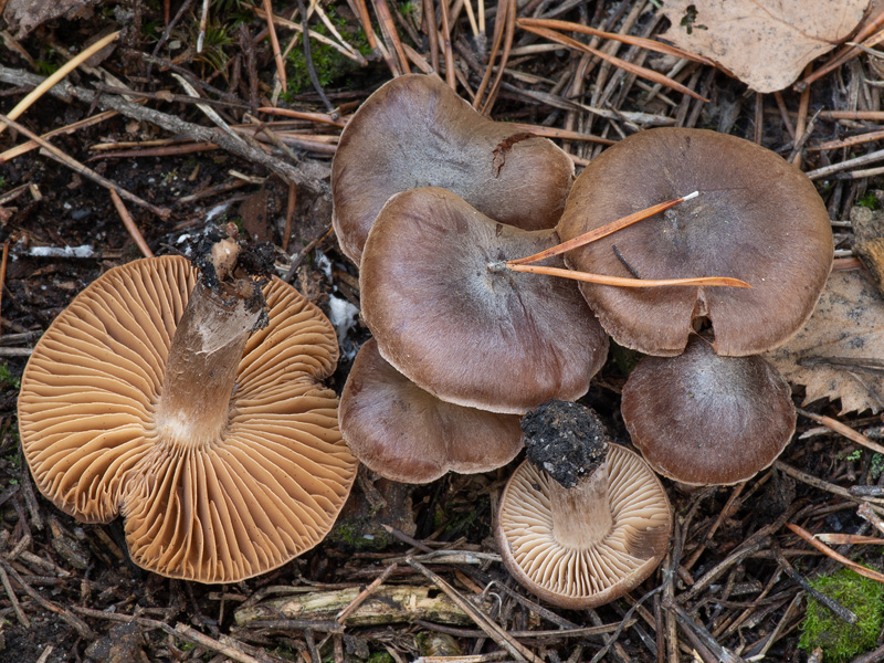 Cortinarius depressus